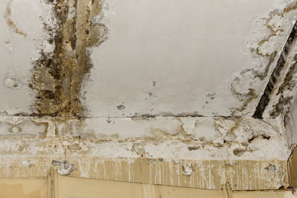 Mold Documentation for Insurance Claims in Palos Verdes Estates, CA